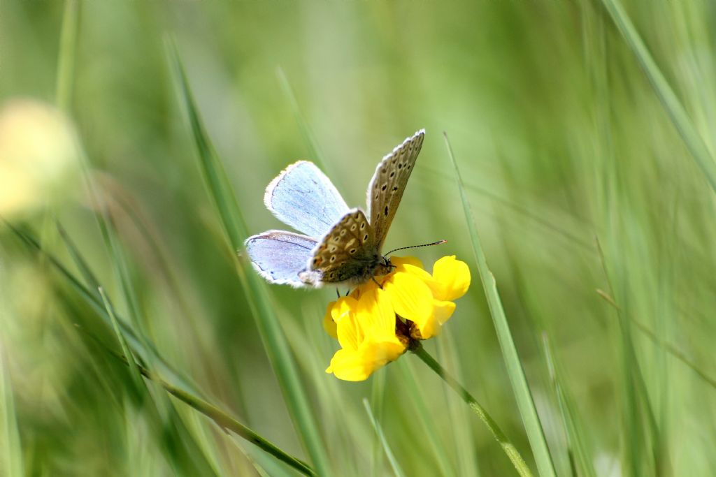 Polyommatus icarus